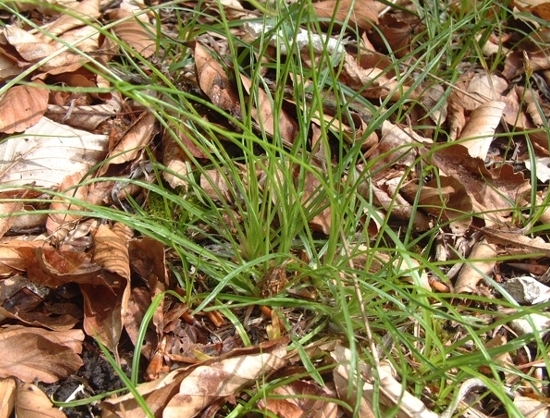 Edraianthus graminifolius / Campanula graminifolia